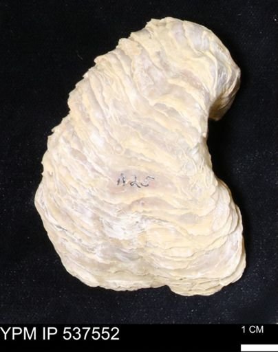 Gryphaea mucronata