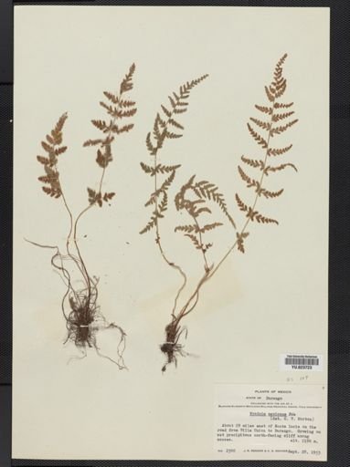 Woodsia