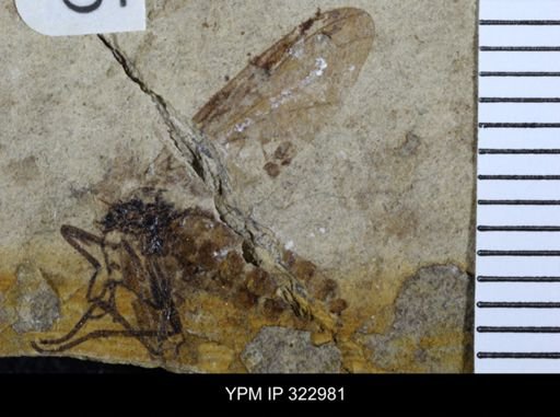 Plecia rufovittata