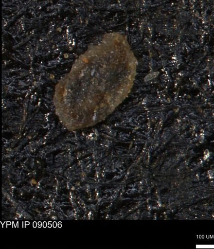 Miliammina manitobensis