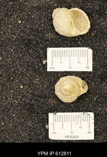 Vanikoropsis sp.
