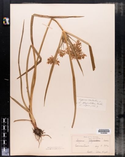 Cyperus esculentus