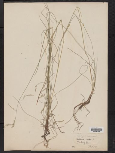 Festuca rubra