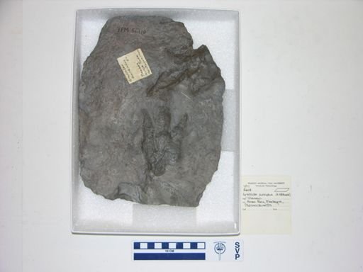 Grallator cuneatus