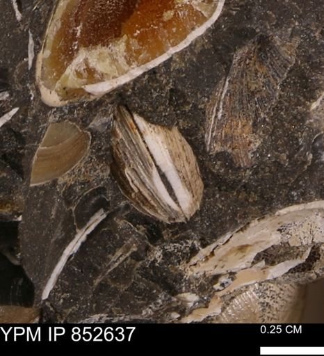 Limopsis striatopunctatus