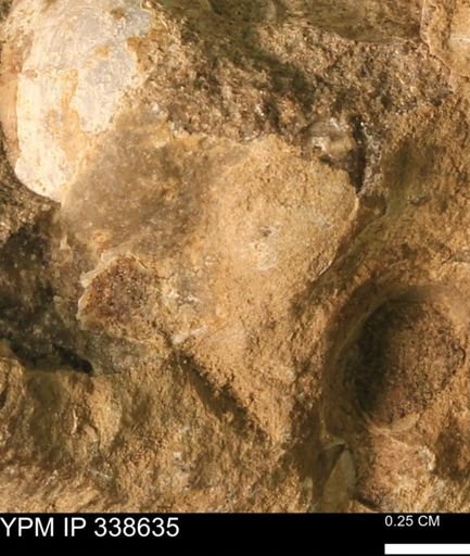 Protocardia subquadrata