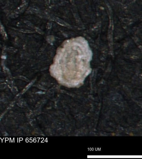 Spirolocammina planula