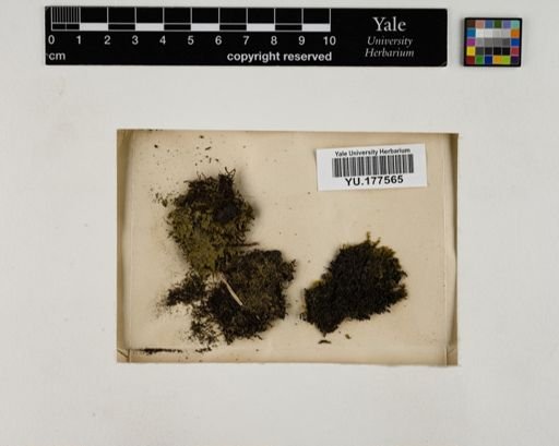 Plantae