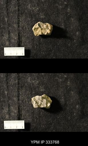Trinucleus sp.