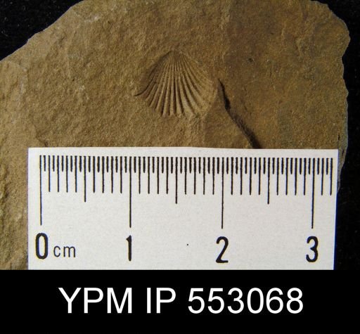 Camarotoechia sp.