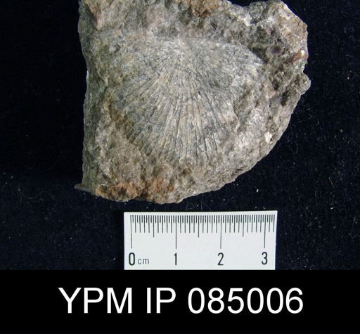 Amphistrophia subeuglypha
