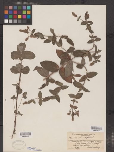 Mentha rotundifolia