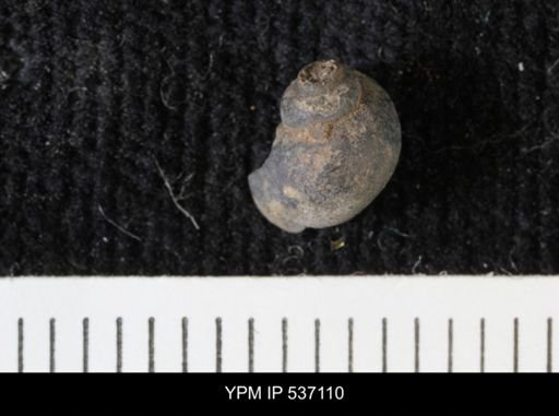 Viviparus montanaensis