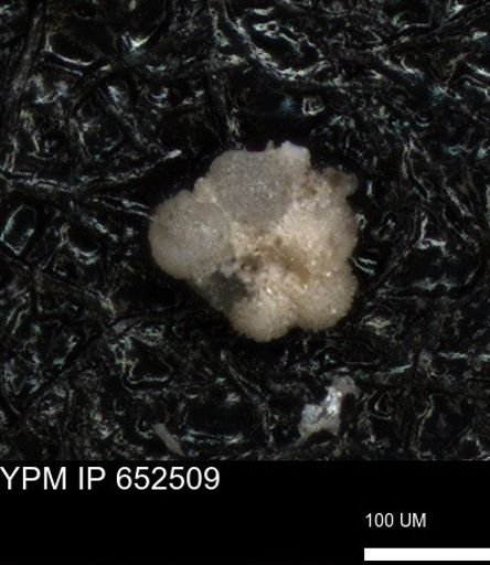 undet. Foraminiferida