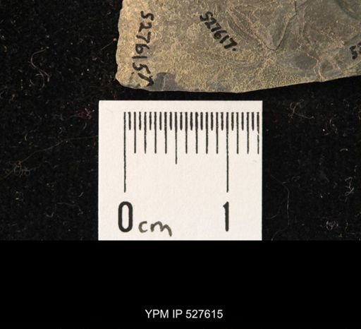 Ophiuroidea