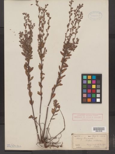 Lechea villosa
