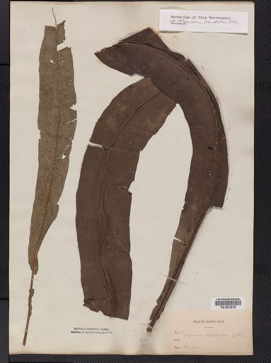 Polypodium