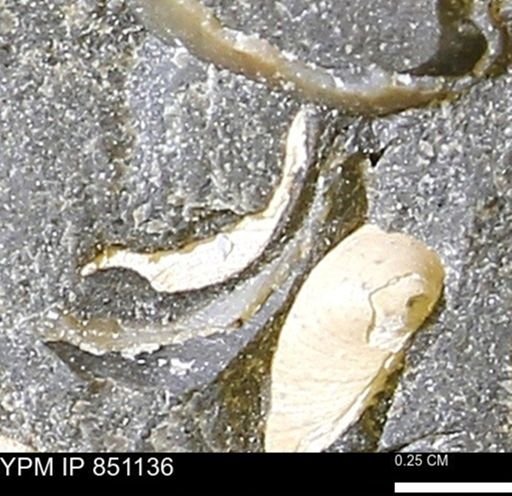 Limopsis striatopunctatus