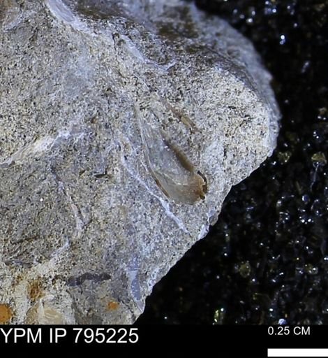 undet. Bivalvia