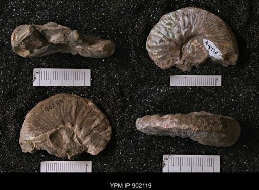 Hoploscaphites?