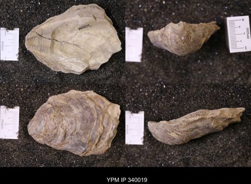 Ostrea glabra wyomingensis