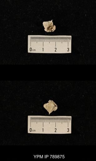 undet. Brachiopoda