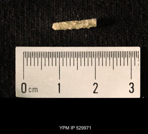 Archaeocidaris sp.