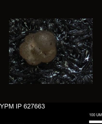 undet. Foraminiferida