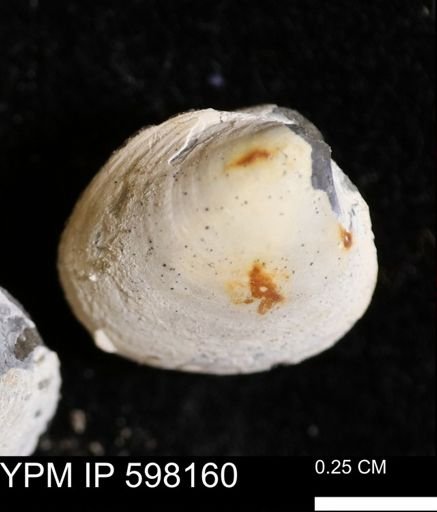 Limopsis striatopunctatus