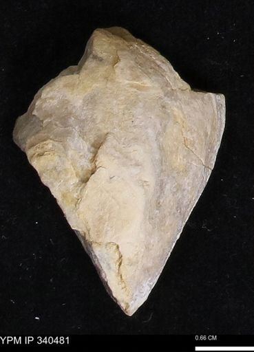 Ostrea glabra