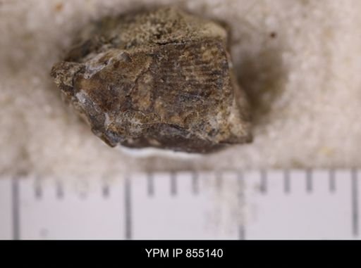 Parallelodon sp.
