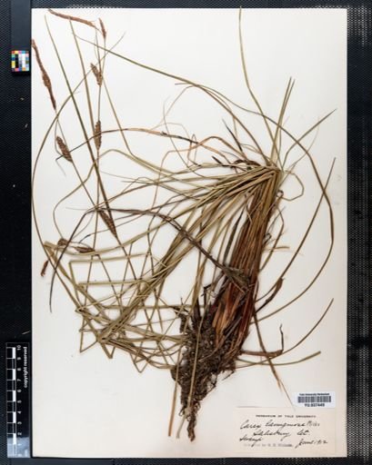 Carex lanuginosa