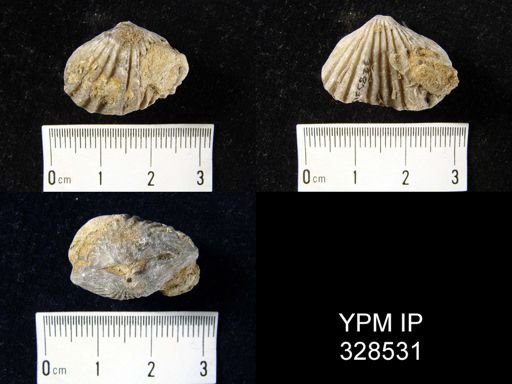 Platystrophia sp.