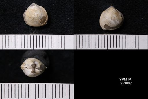 Protocardia rara