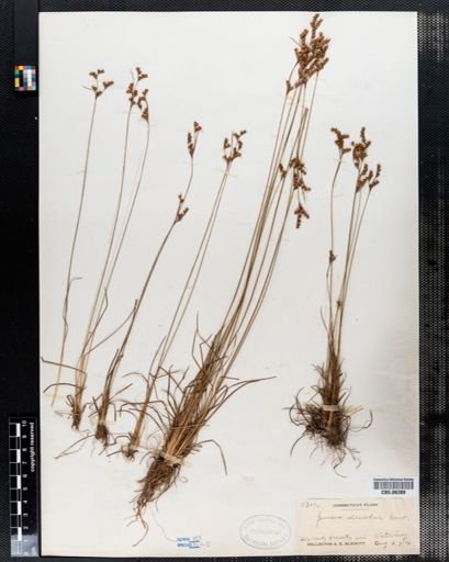 Juncus secundus
