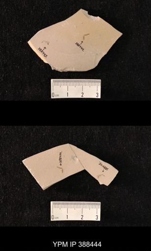 undet. Tipulidae