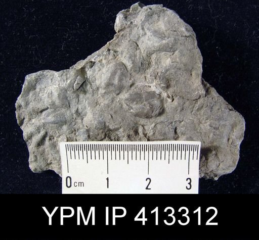 Hyattidina congesta
