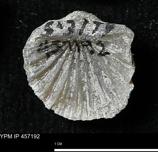 Stropheodonta erratica solidicosta