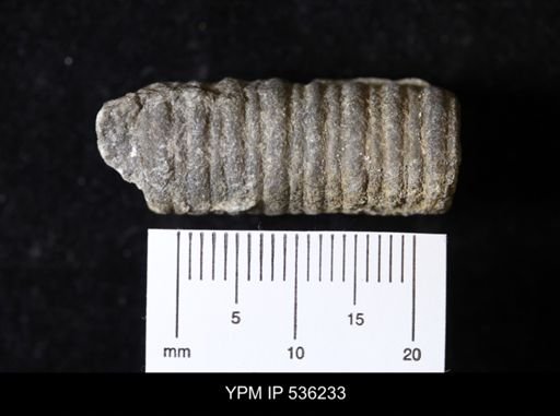 undet. Crinoidea