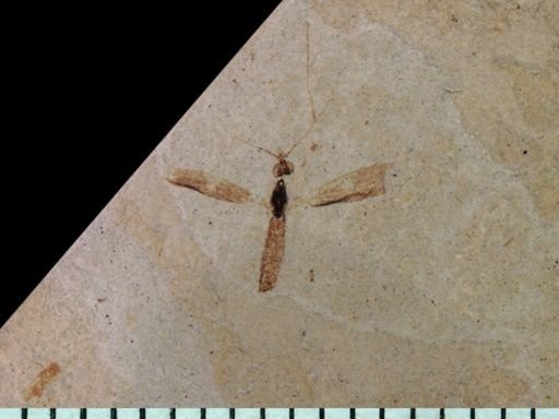 undet. Tipulidae
