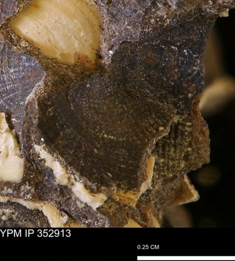 undet. Mollusca