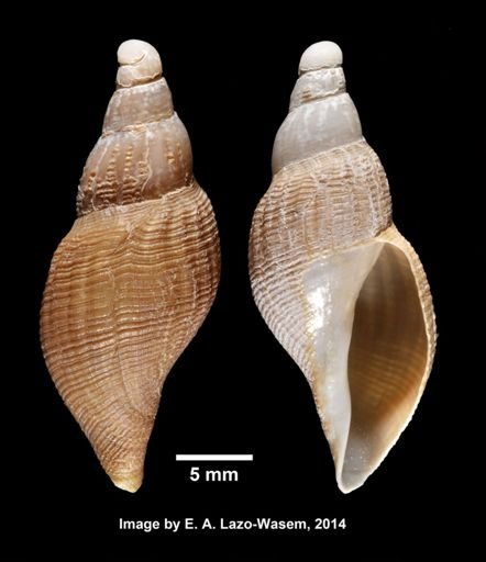 Pleurotomella anomalapex