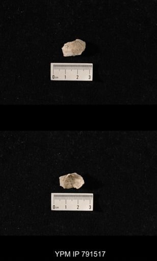 undet. Brachiopoda