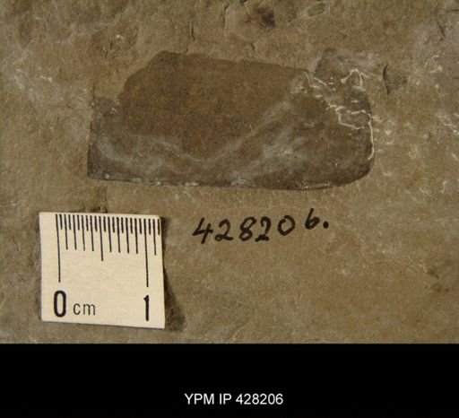Eurypterus sp.