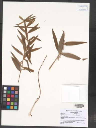 Polygonatum verticillatum