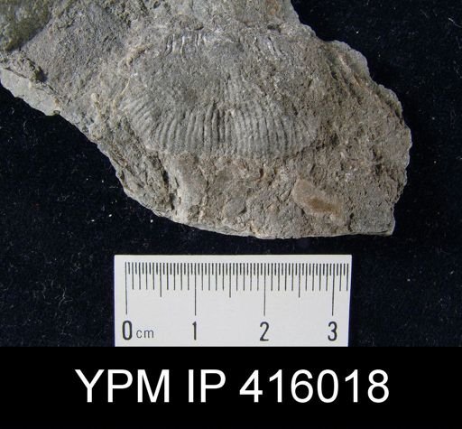 Productus semirecticulatus