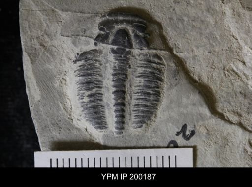 Elrathia kingi