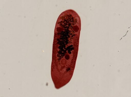 Platyhelminthes
