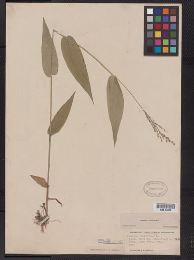 Panicum latifolium