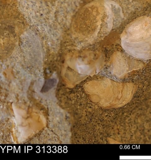 Corbicula sp.